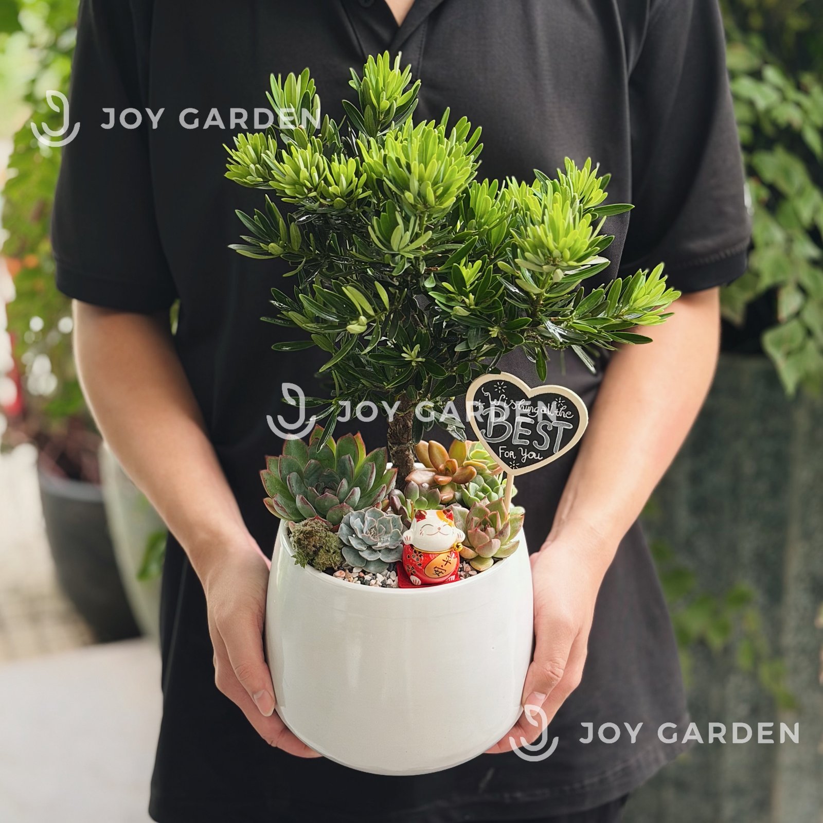 Tùng Kim cương mix Sen đá [Chậu L16] 3