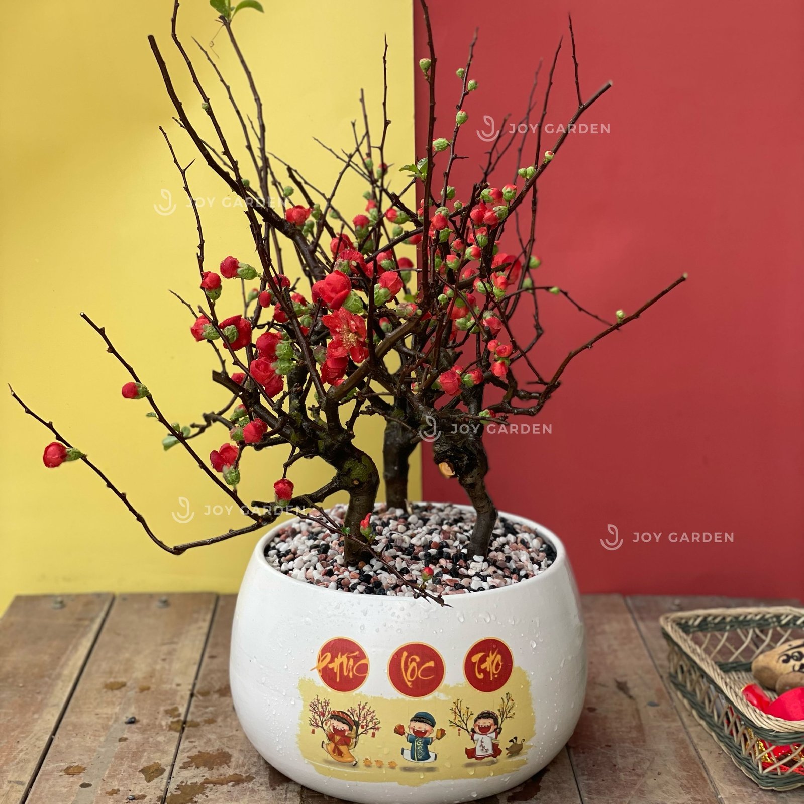 Mai đỏ [Tam Phúc]