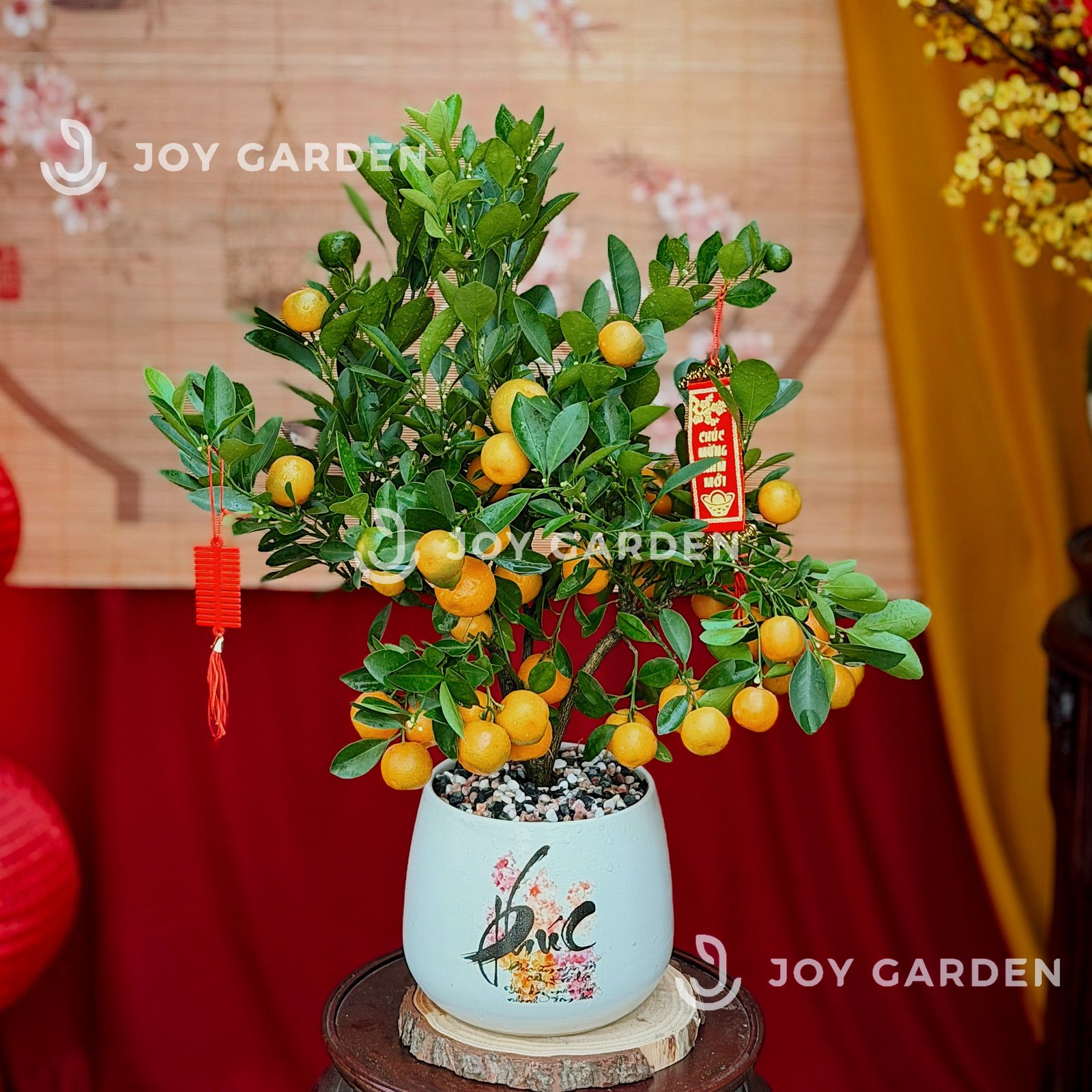 Quất hoàng kim Phúc [L16]