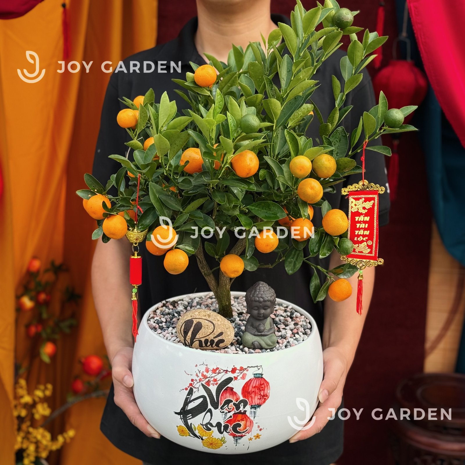 Quất hoàng kim Phú Quý [D24]