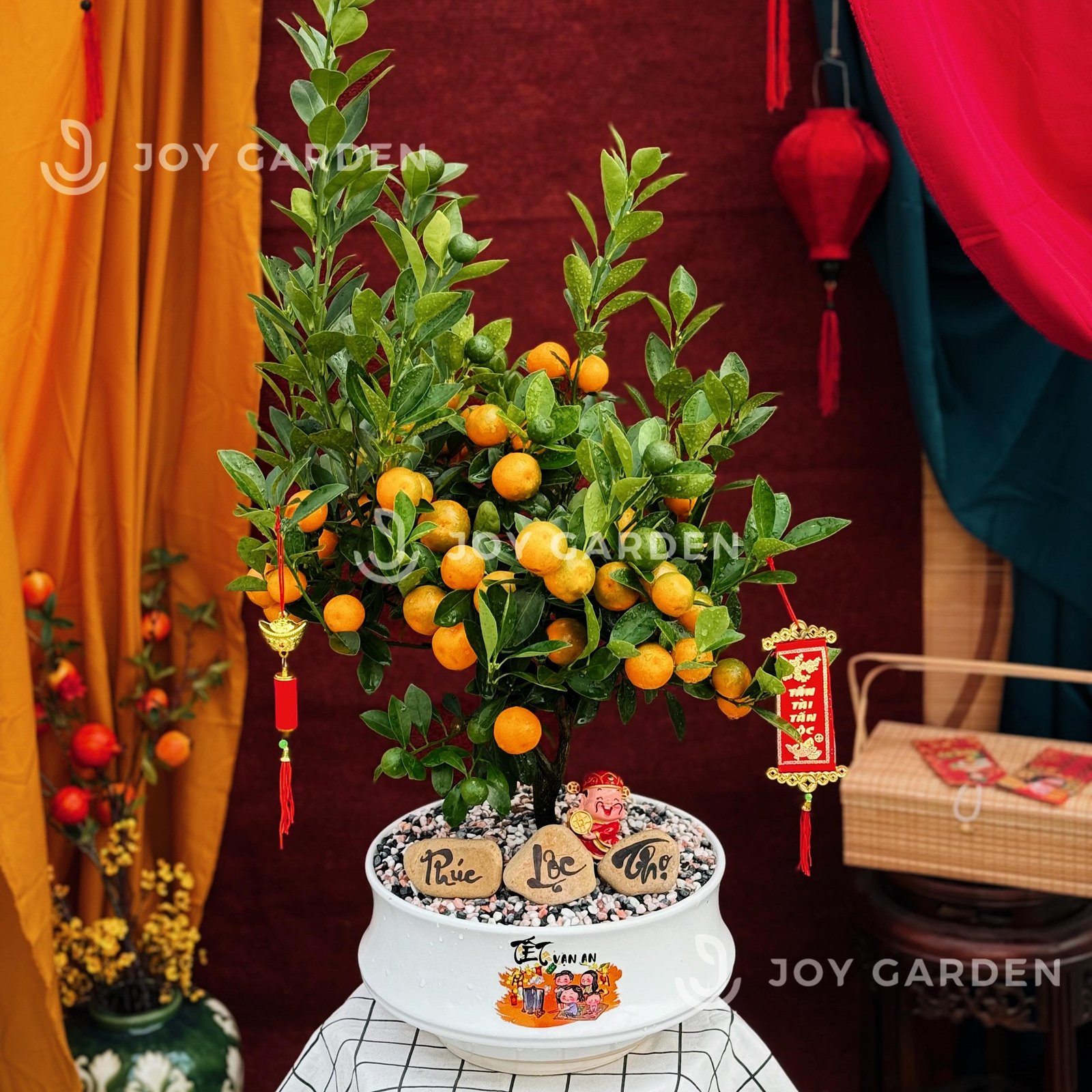 Quất hoàng kim Vạn Tài [DN26] 3