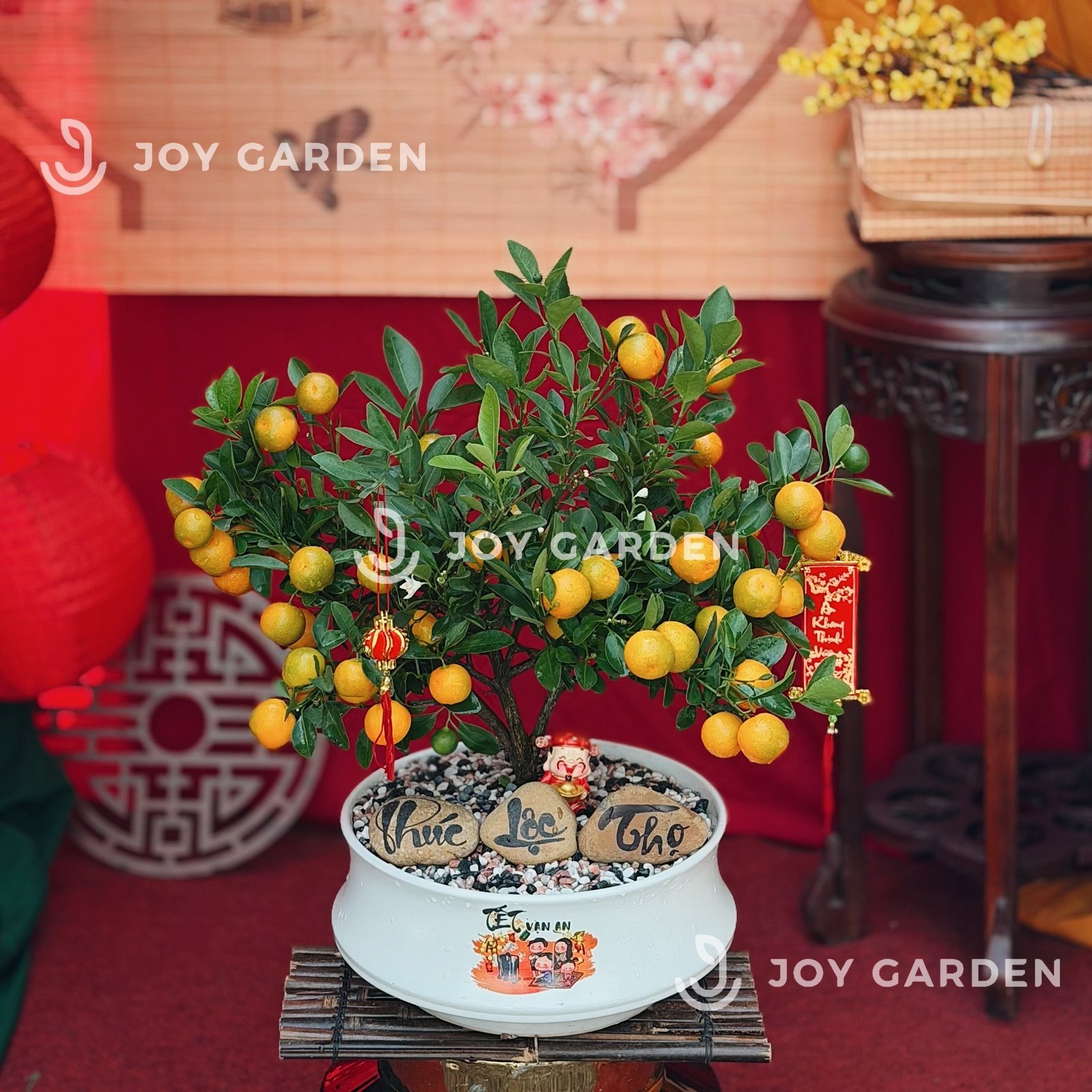 Quất hoàng kim Vạn Tài [DN26]