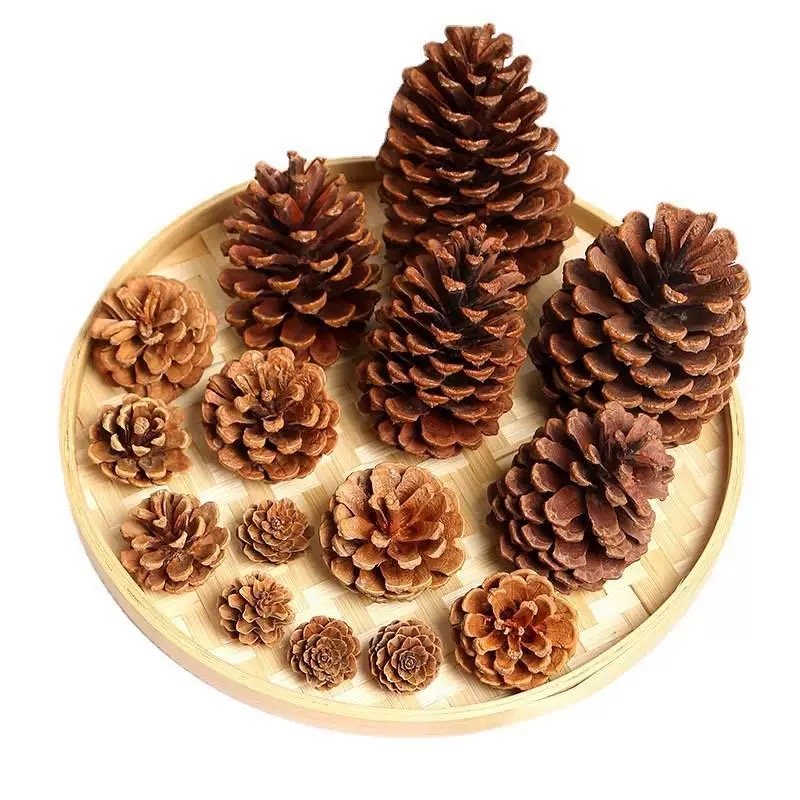 Trái thông khô [Size 15-18cm] 3