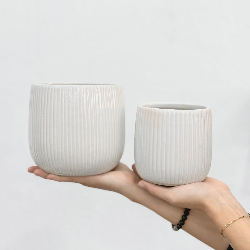 Chậu Lê Sọc màu trắng Pastel cực xinh - chậu trồng sen đá, xương rồng và cây trong nhà | Joy Garden