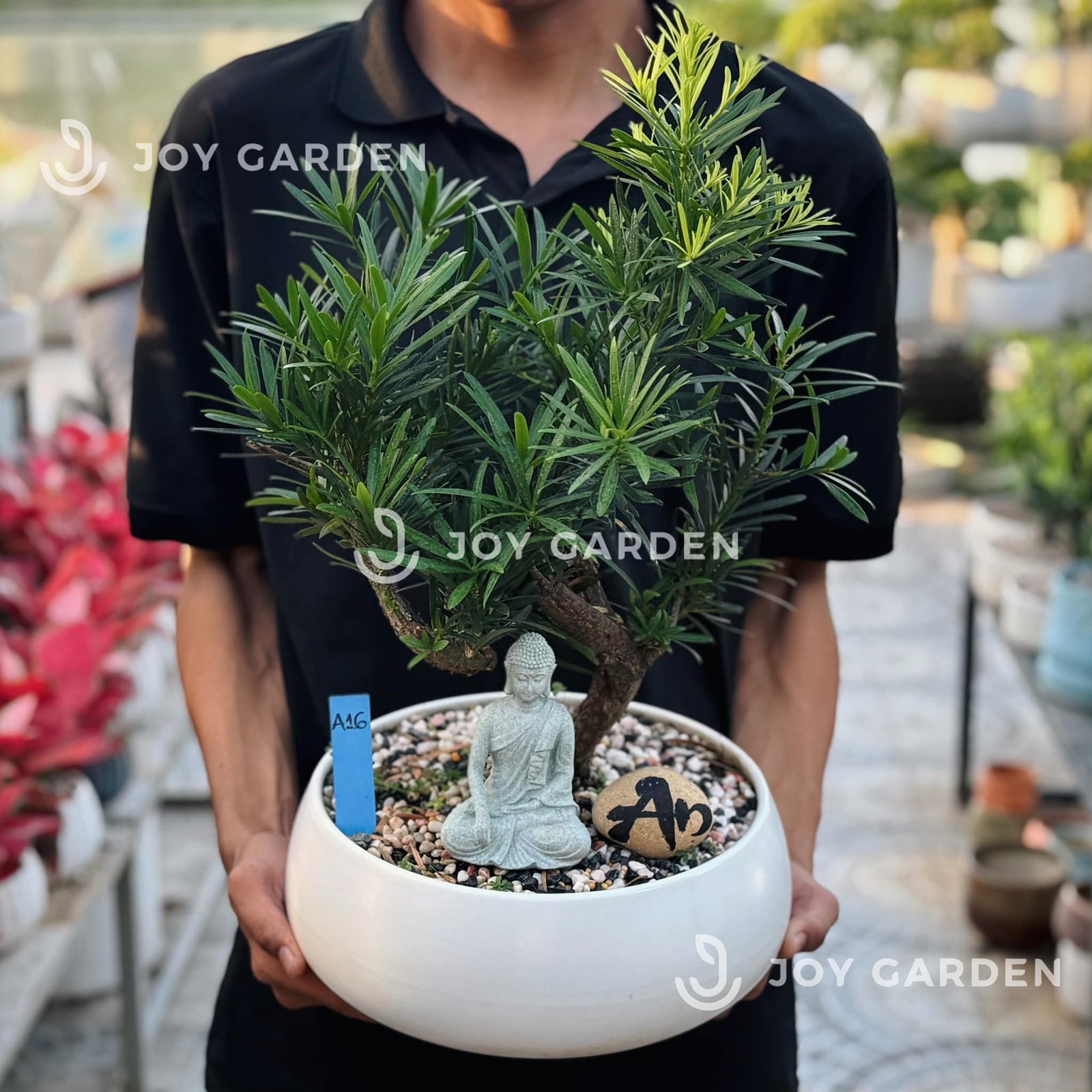 Tùng vạn niên Dáng Long [Chậu DL23] 2