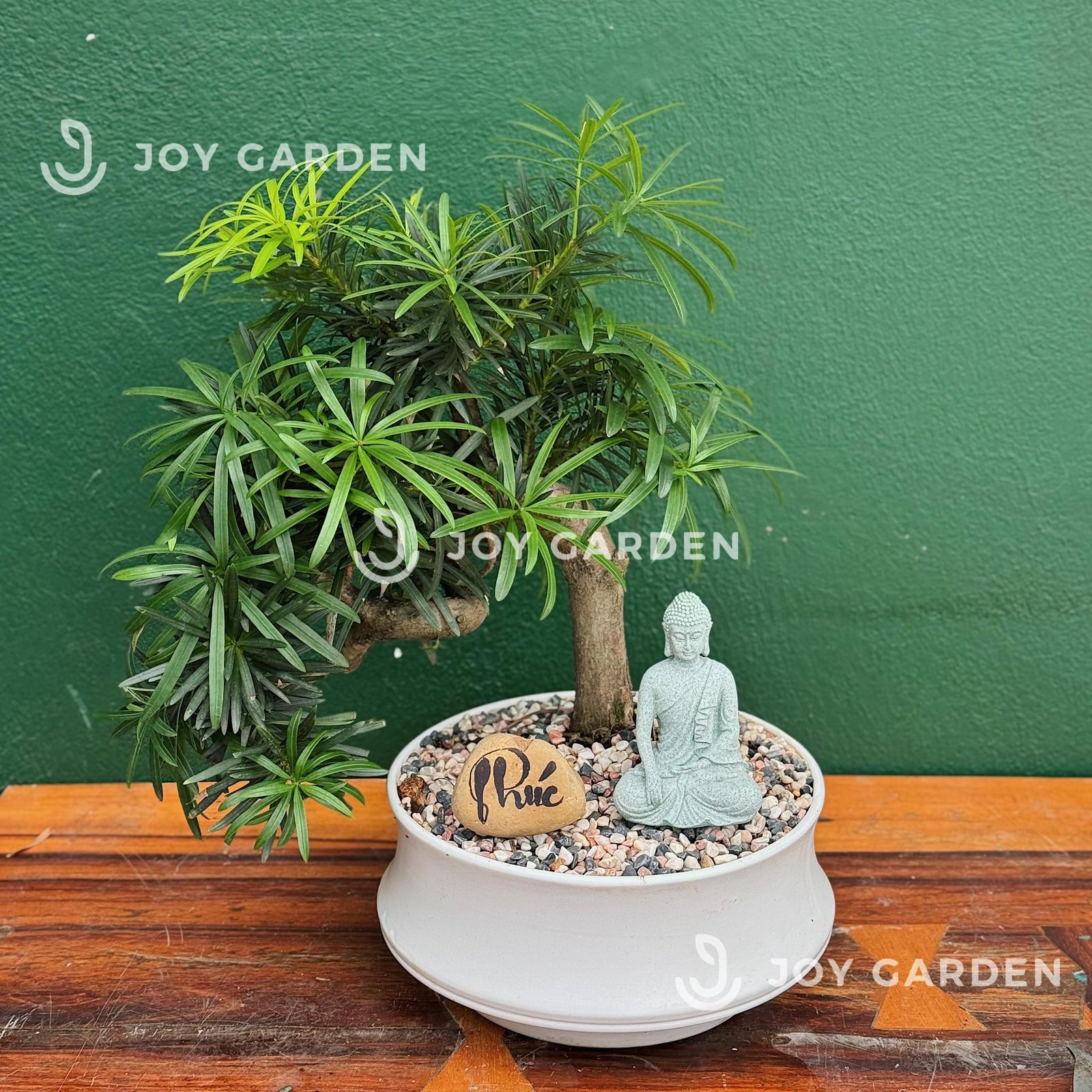 Tùng vạn niên Dáng Long [Chậu DL23] 3