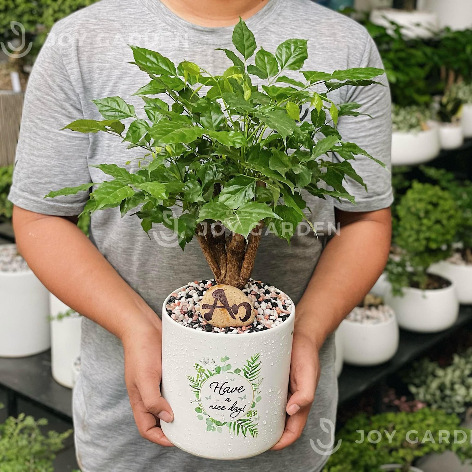 Hạnh phúc [Chậu T1517]
