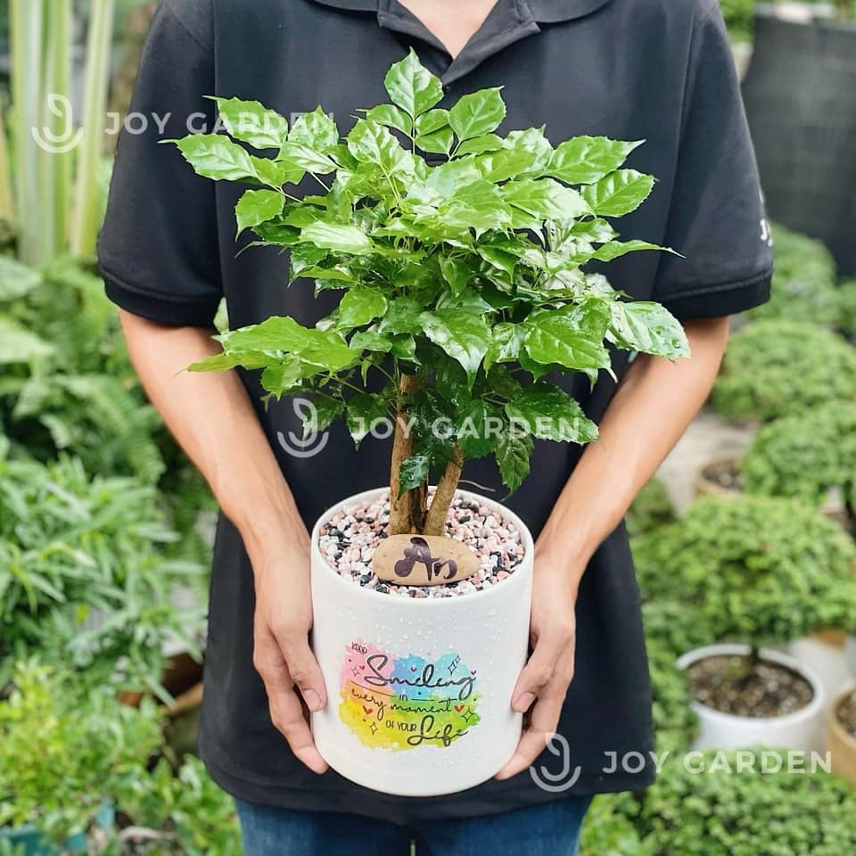 Hạnh phúc [Chậu T1517] 2