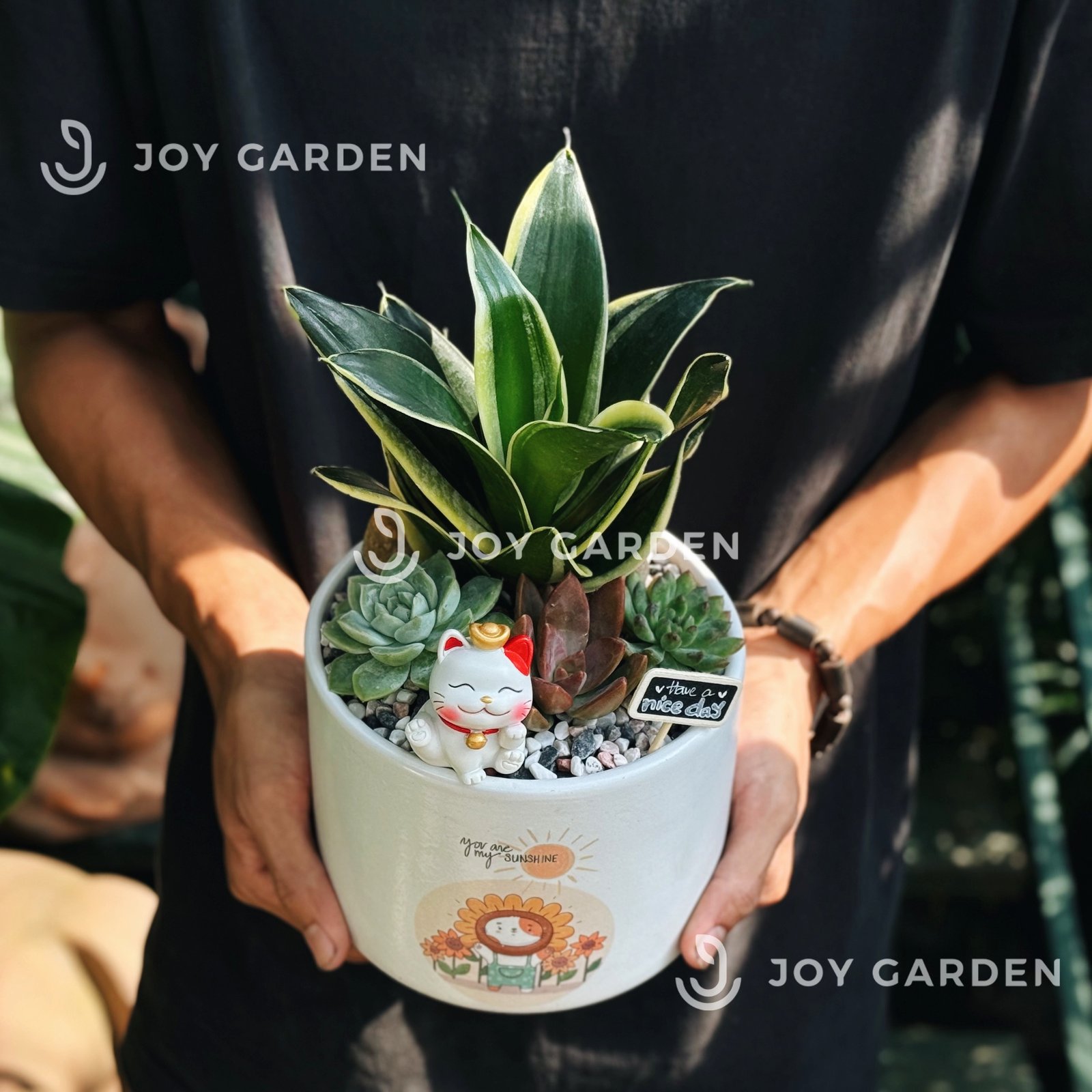 Lưỡi hổ mix sen đá [Chậu T15] 2
