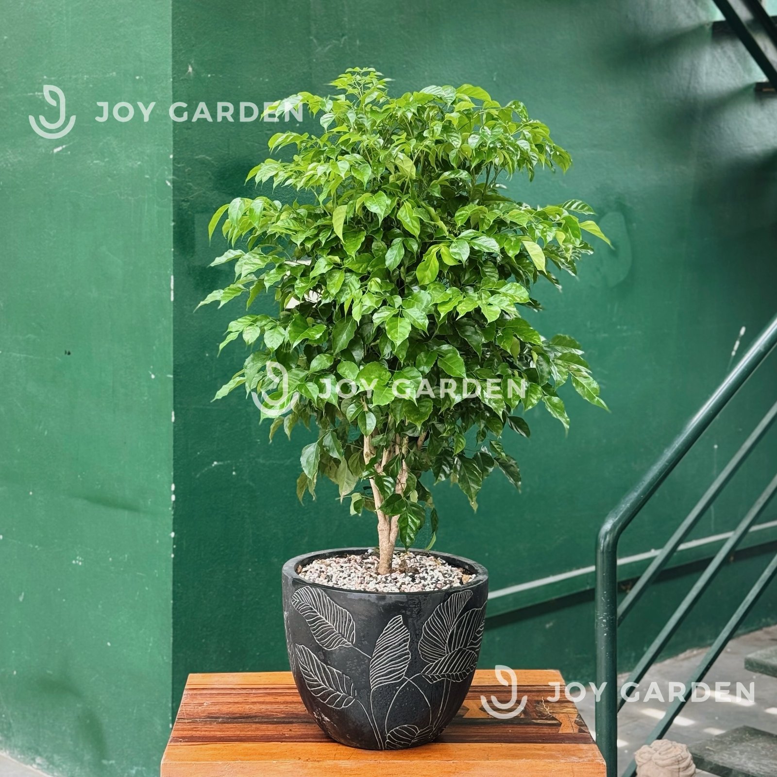 Hạnh phúc [Chậu composite] 2
