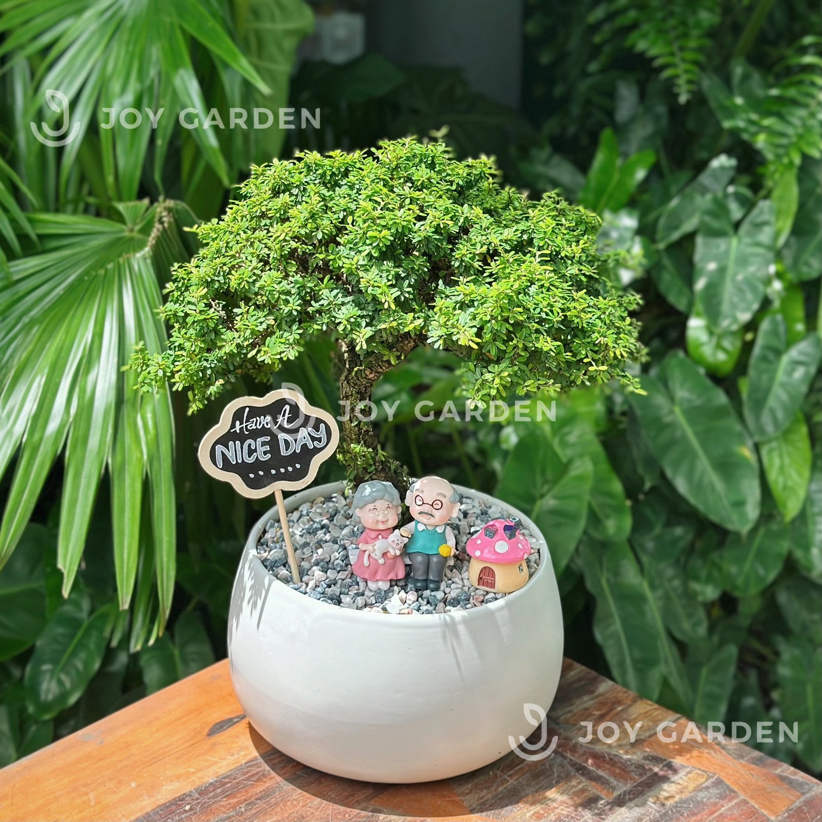 Linh sam hoa tím [Chậu D18] 2
