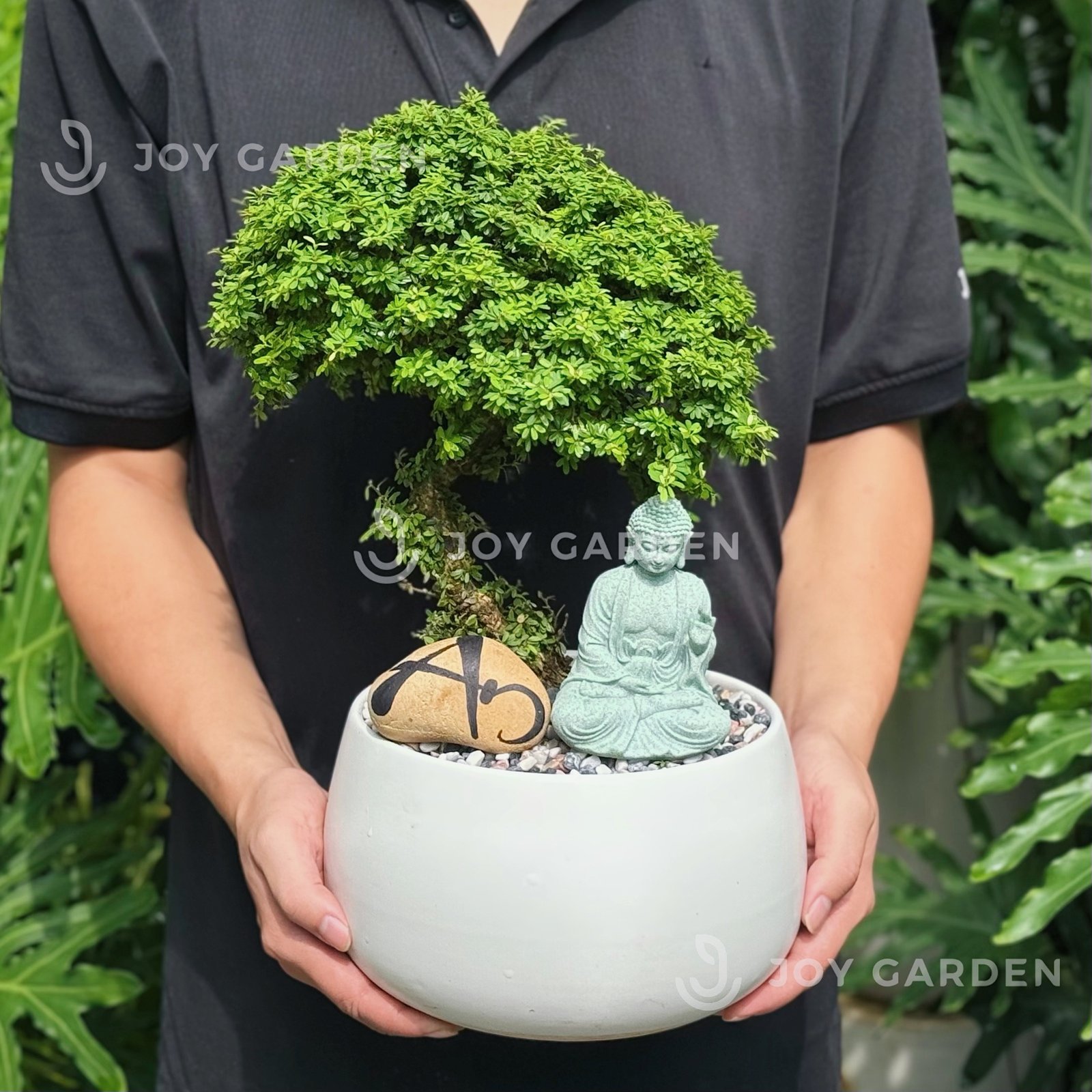 Linh sam hoa tím [Chậu D18] 3