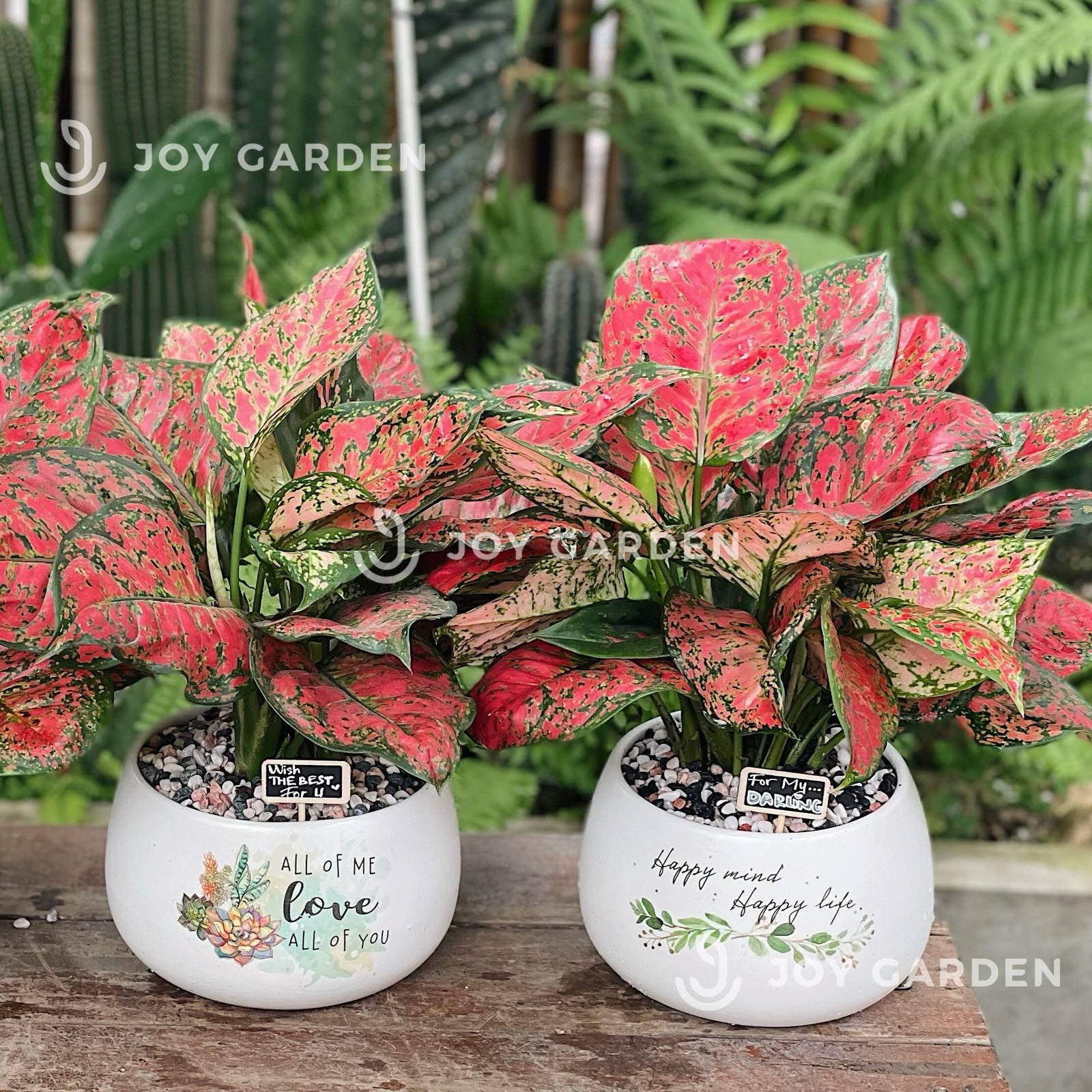 Vạn lộc [Chậu D14] 2