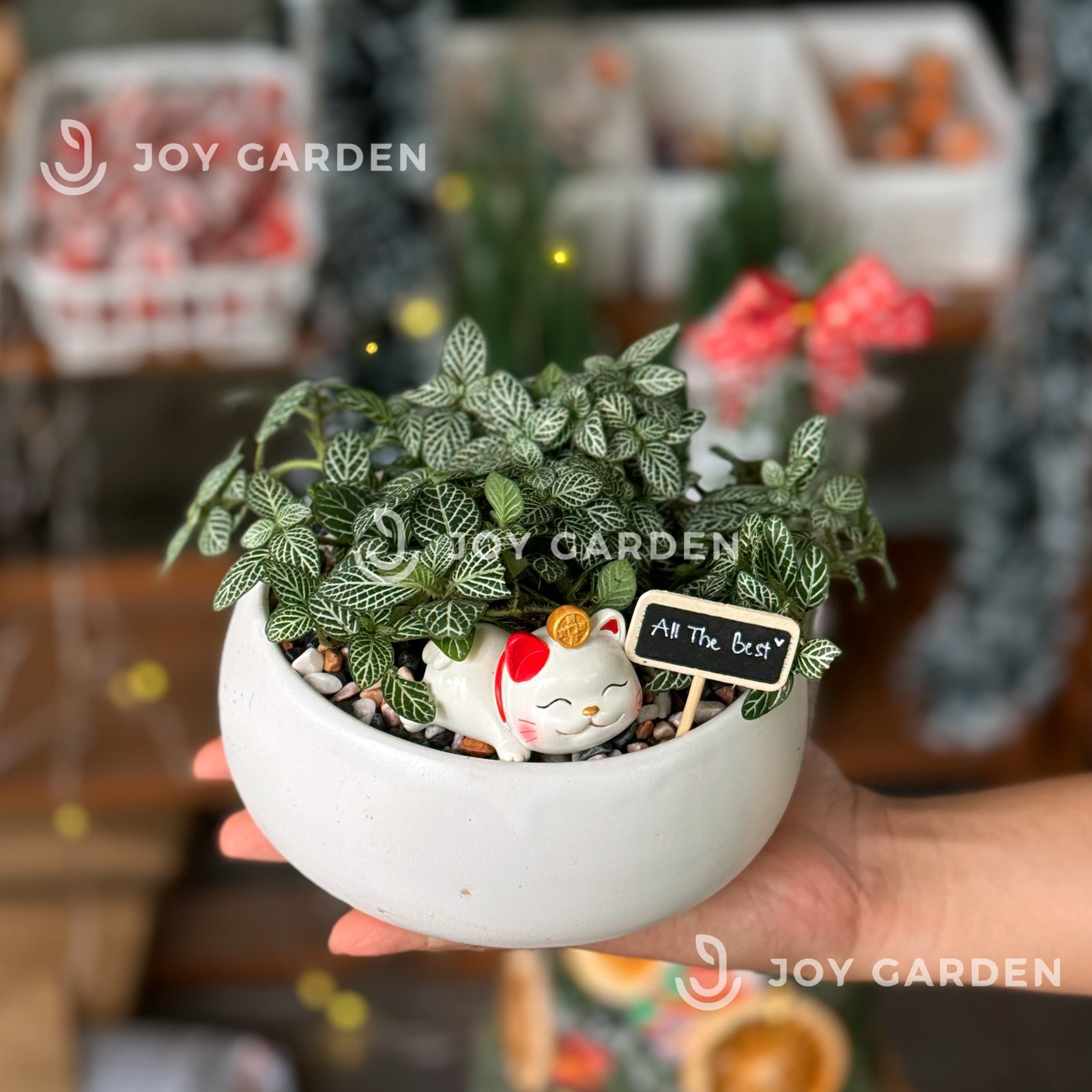 Lá may mắn xanh [Chậu DL14]