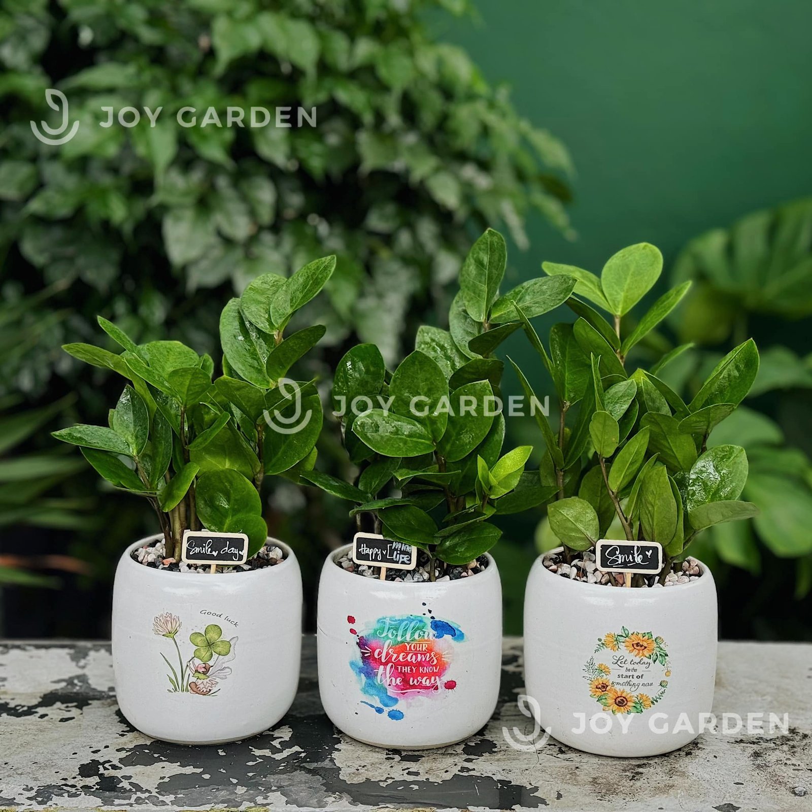 Kim tiền mini [Chậu C12] 2