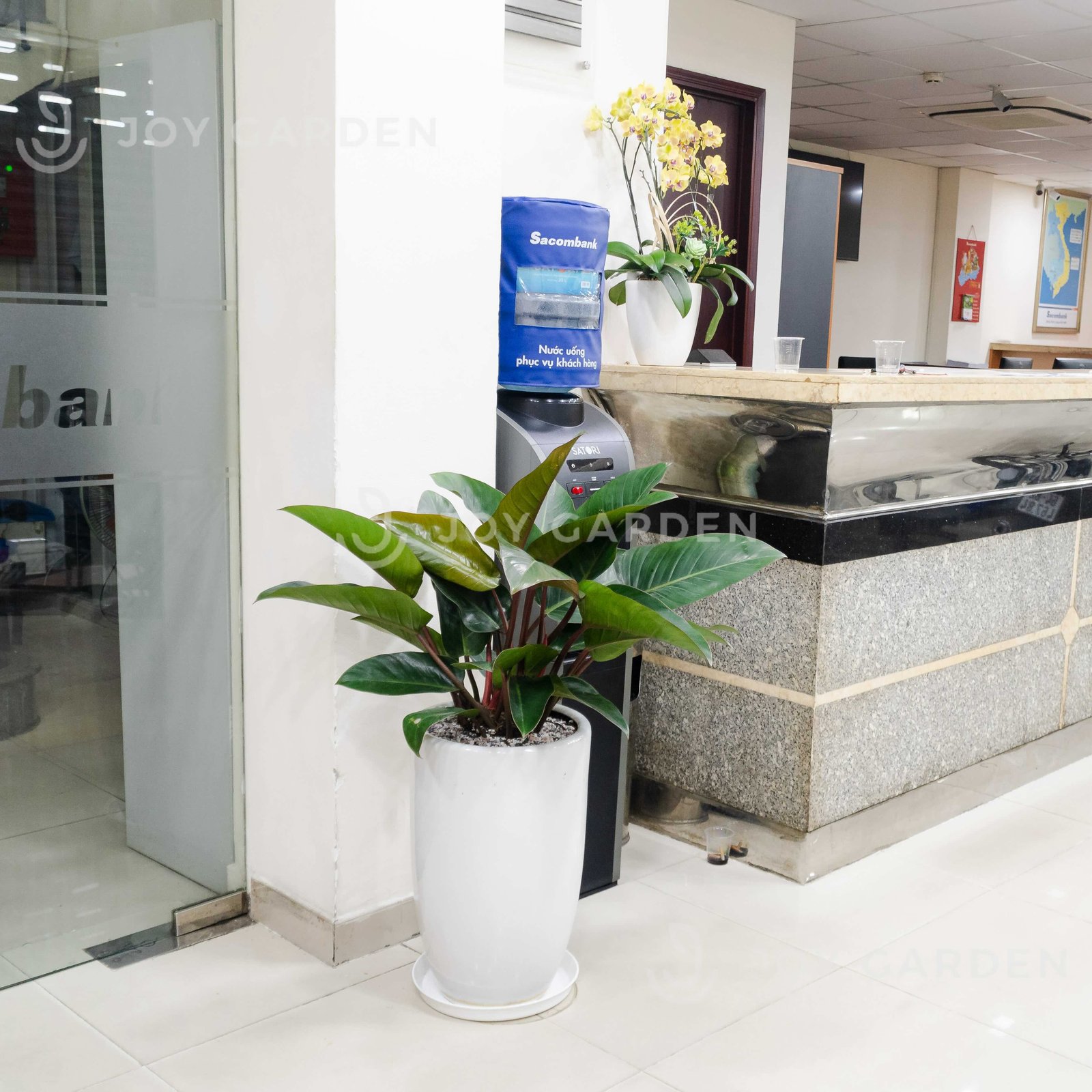 Đế vương đỏ [Chậu ly trắng] 3