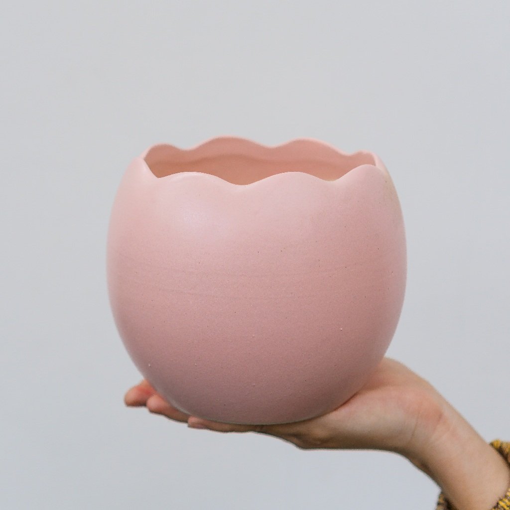 Chậu Trứng Rồng 2
