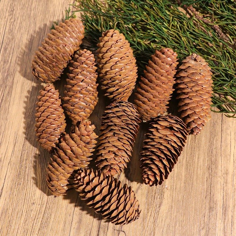 Trái Thông Khô [Loại dài 10-12cm] 2