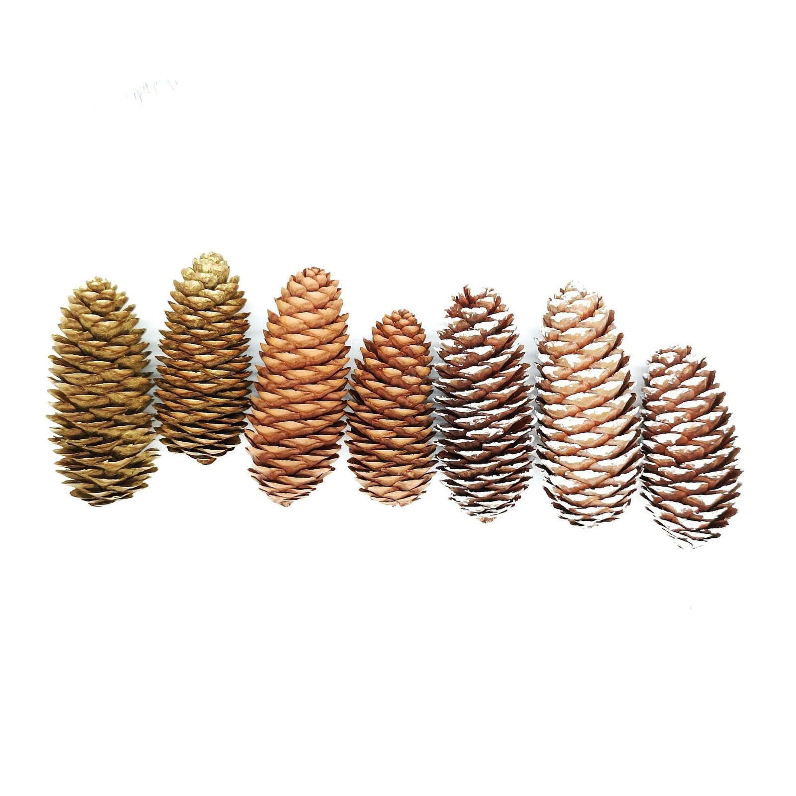 Trái Thông Khô [Loại dài 10-12cm] 3