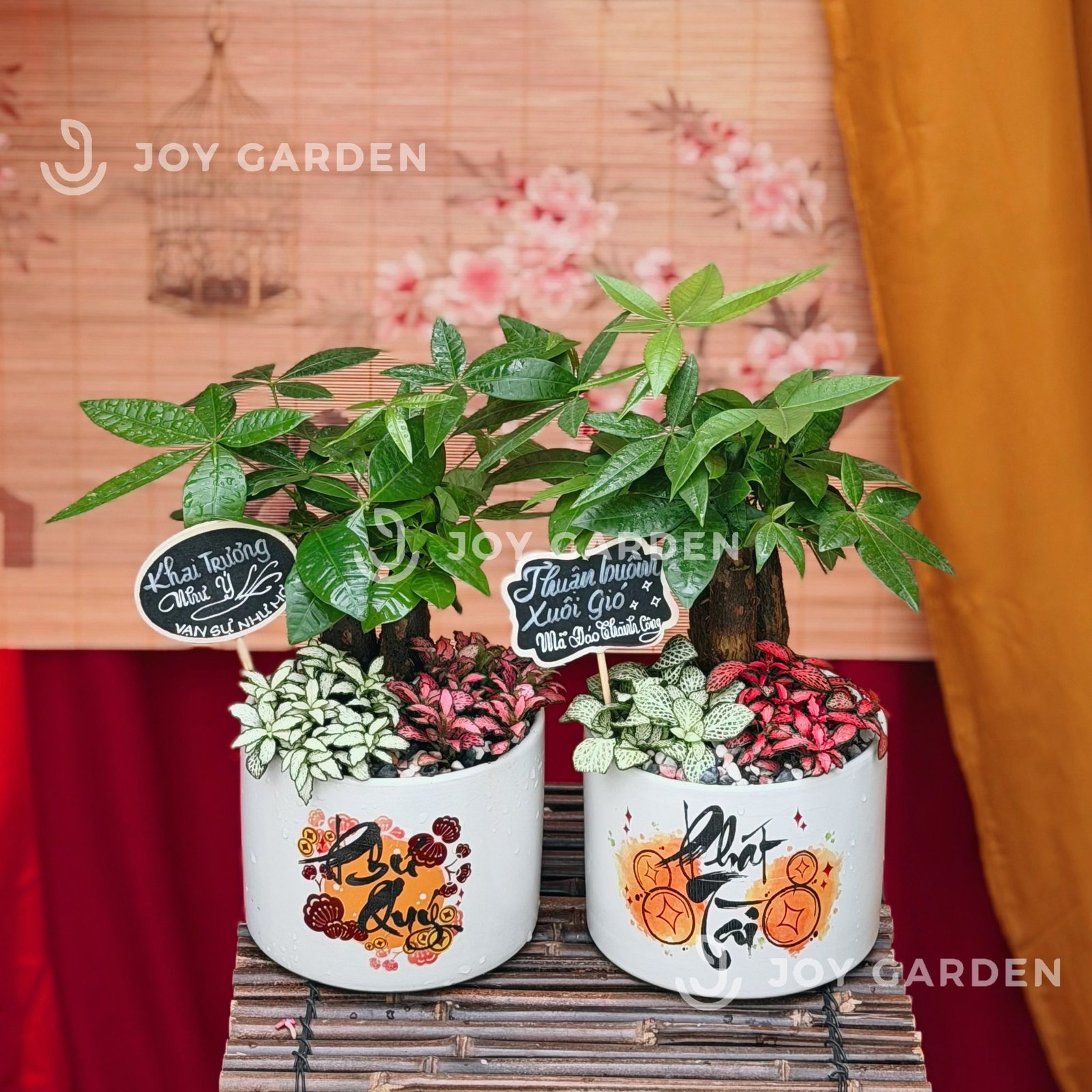 Kim ngân Phát Tài [Chậu T15] 2