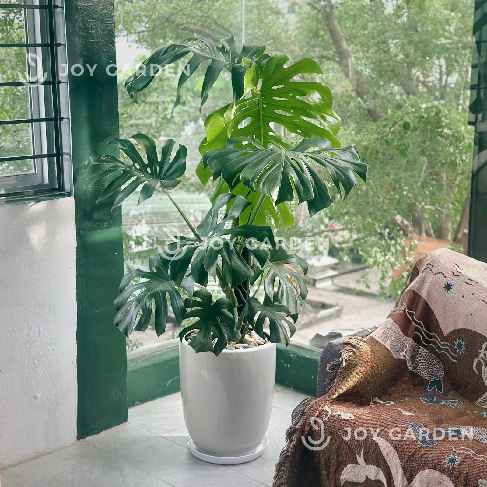 Monstera (size 140) [Chậu ly trắng] 2