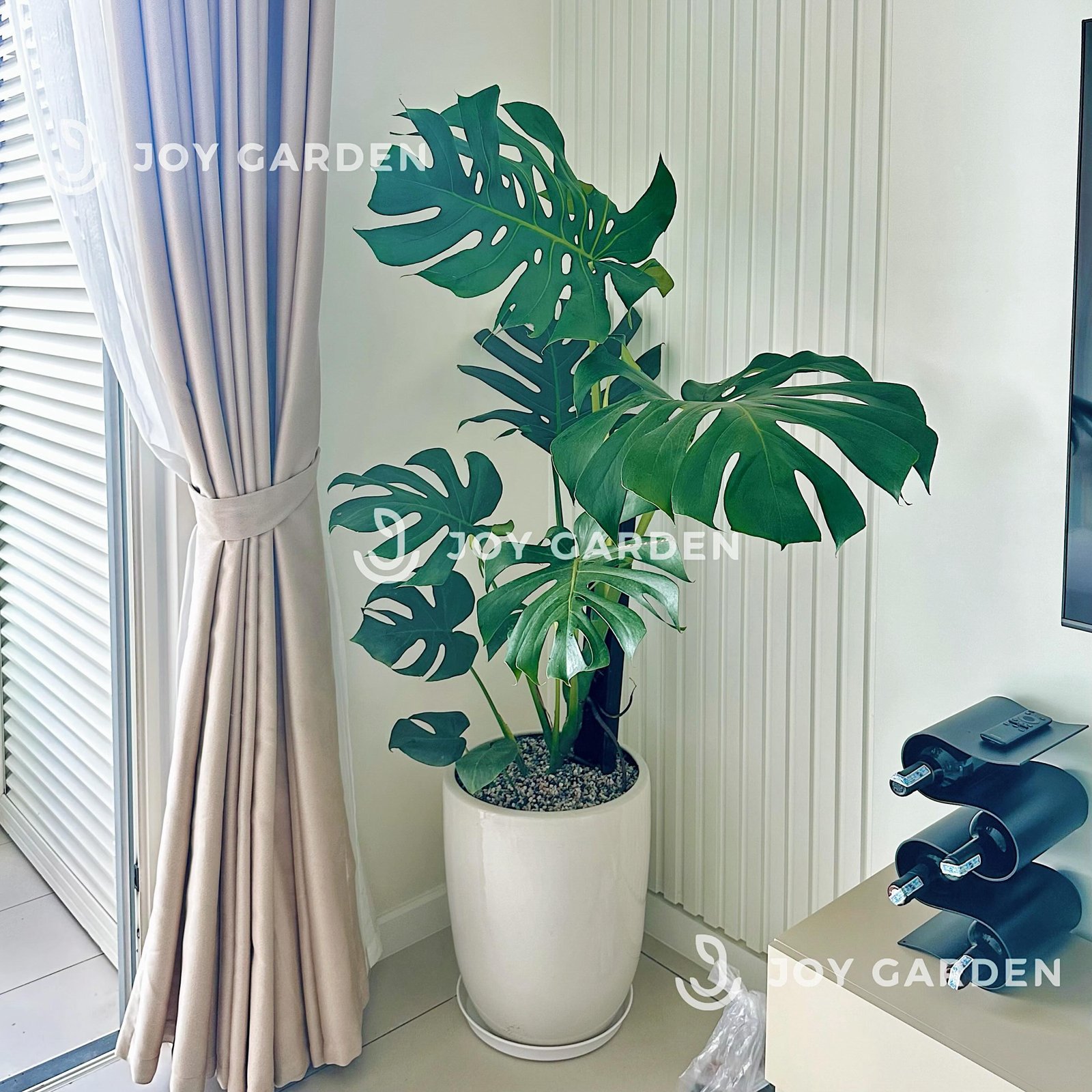 Monstera (size 140) [Chậu ly trắng] 3