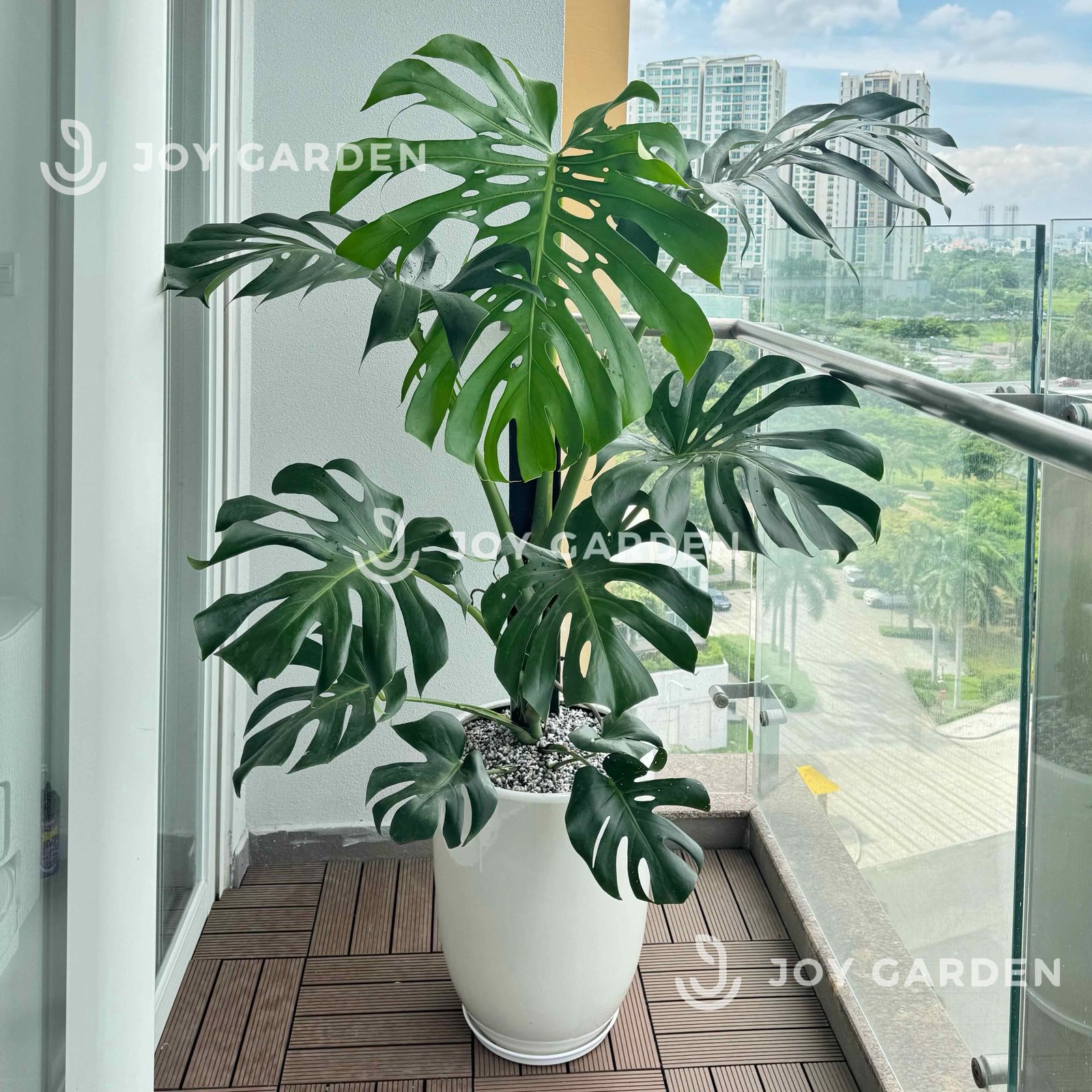 Monstera (size 140) [Chậu ly trắng]
