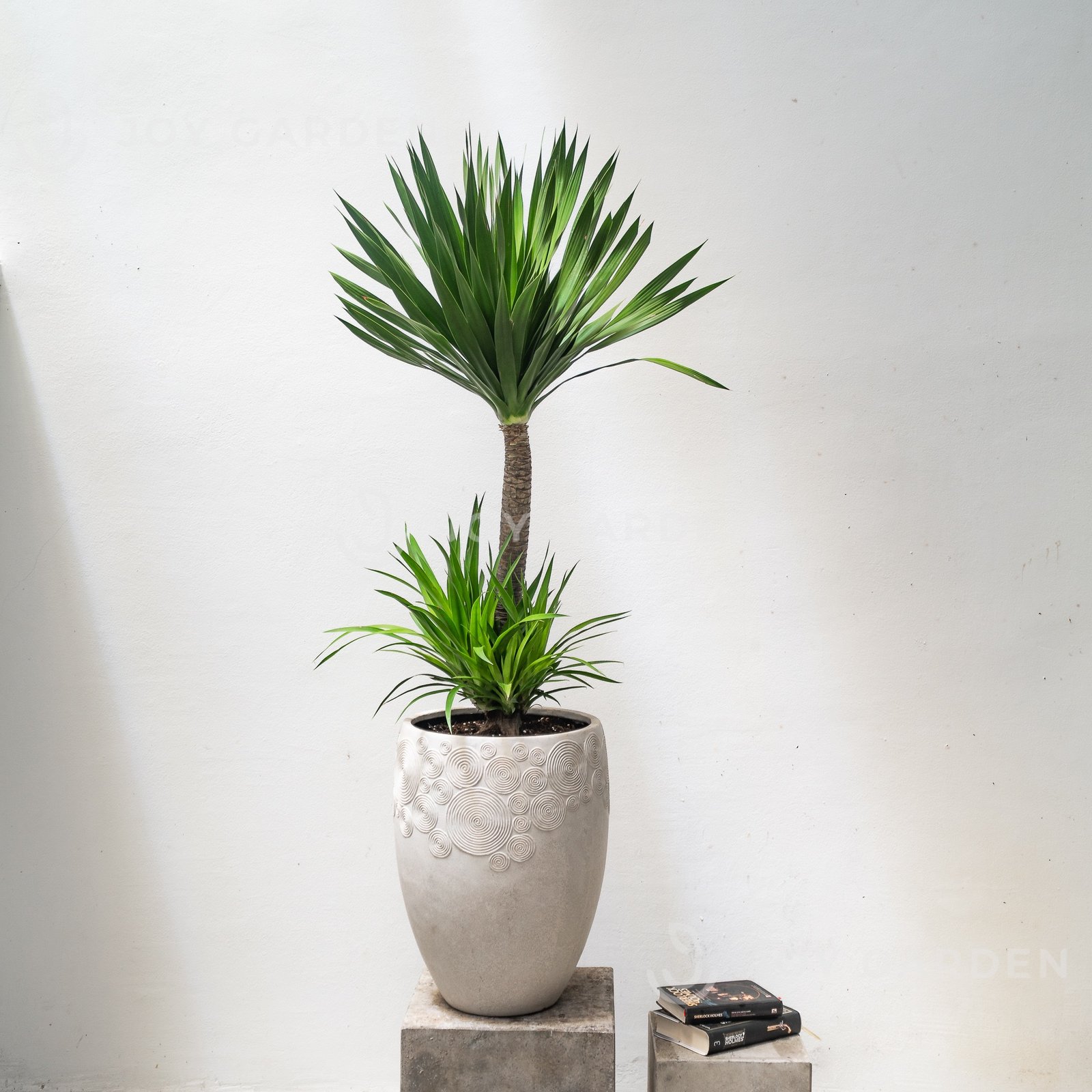 Phát Tài Núi cổ thụ [Chậu composite]