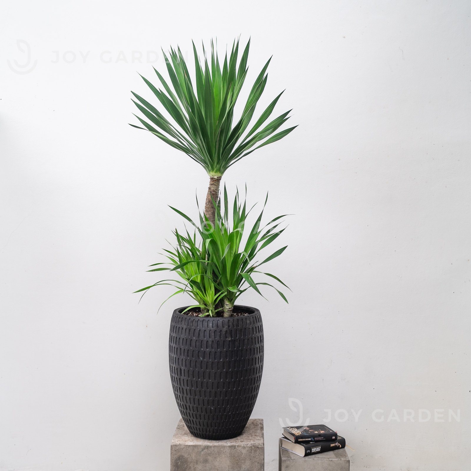 Phát Tài Núi cổ thụ [Chậu composite] 2