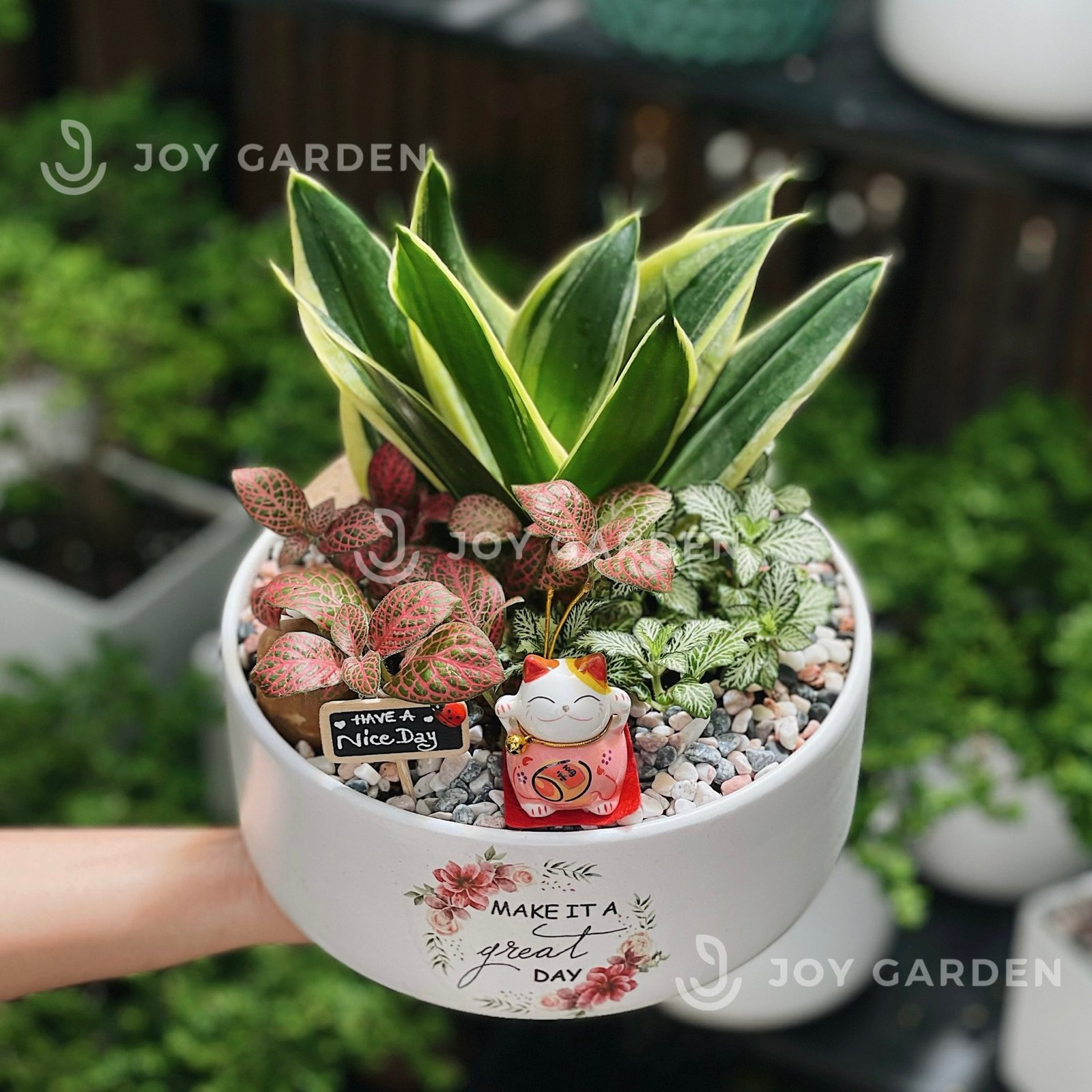 Lưỡi hổ mix may mắn [Chậu TL20] 2