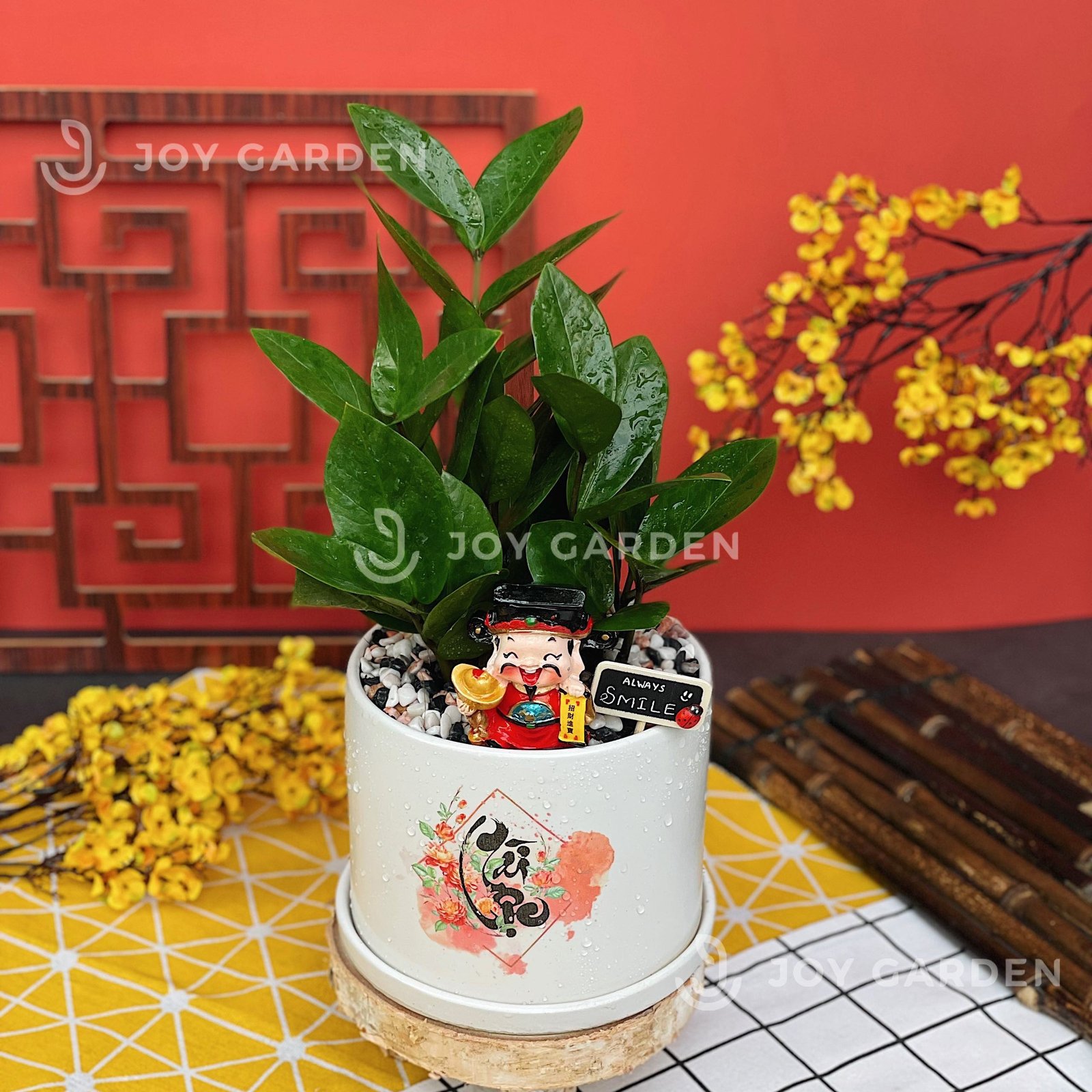Kim tiền Tài Lộc [Chậu T12]
