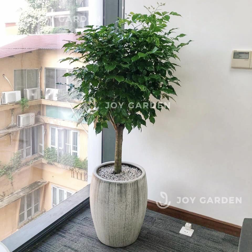 Hạnh phúc thân trụ [Chậu xám lớn]