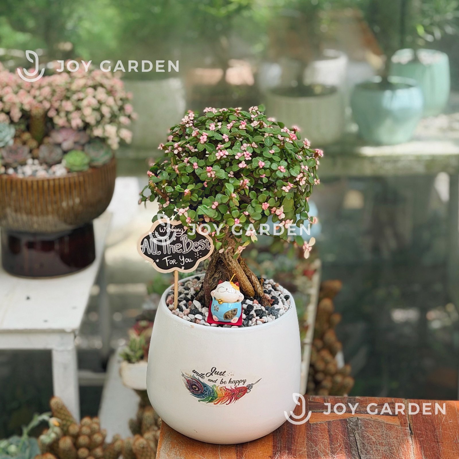 Đô la cổ thụ [Chậu L16] 3