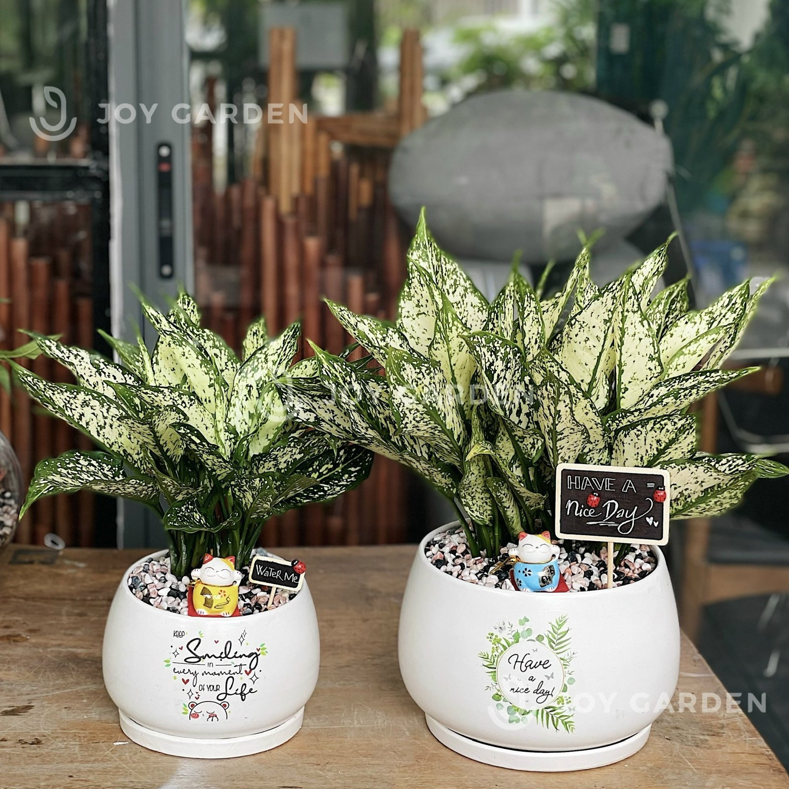 Ngọc ngân Chiêu Tài [Chậu D18] 2