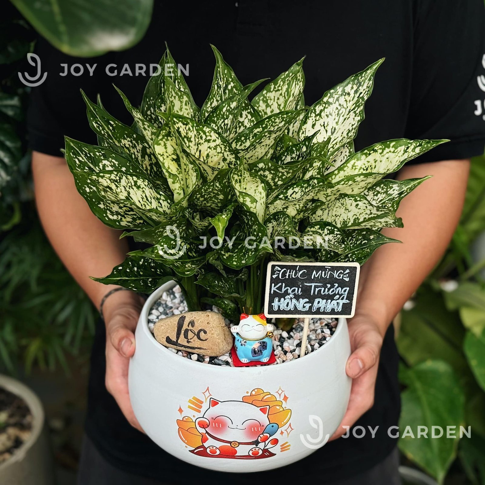 Ngọc ngân Chiêu Tài [Chậu D18]