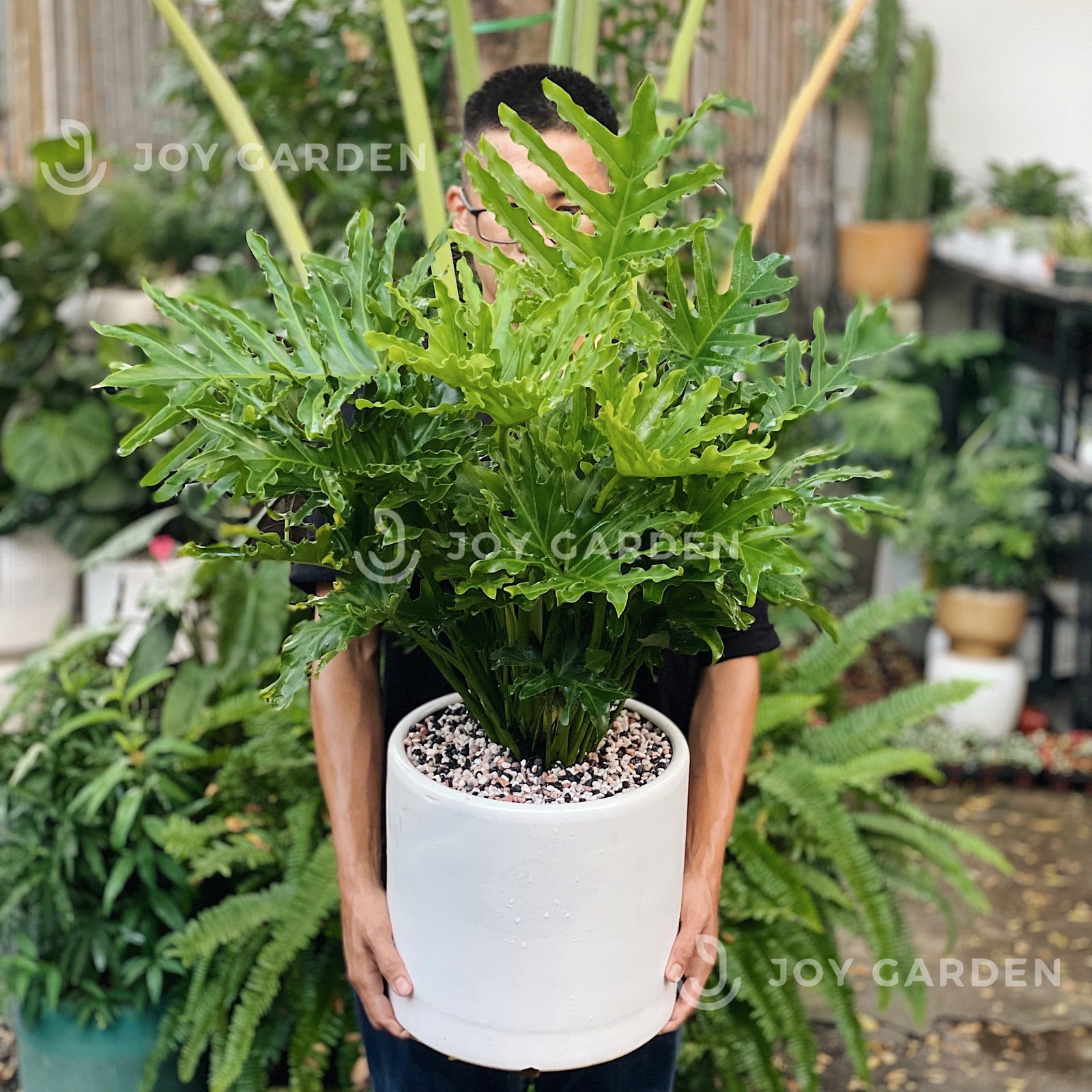 Trầu bà thanh xuân [Chậu T28] 2