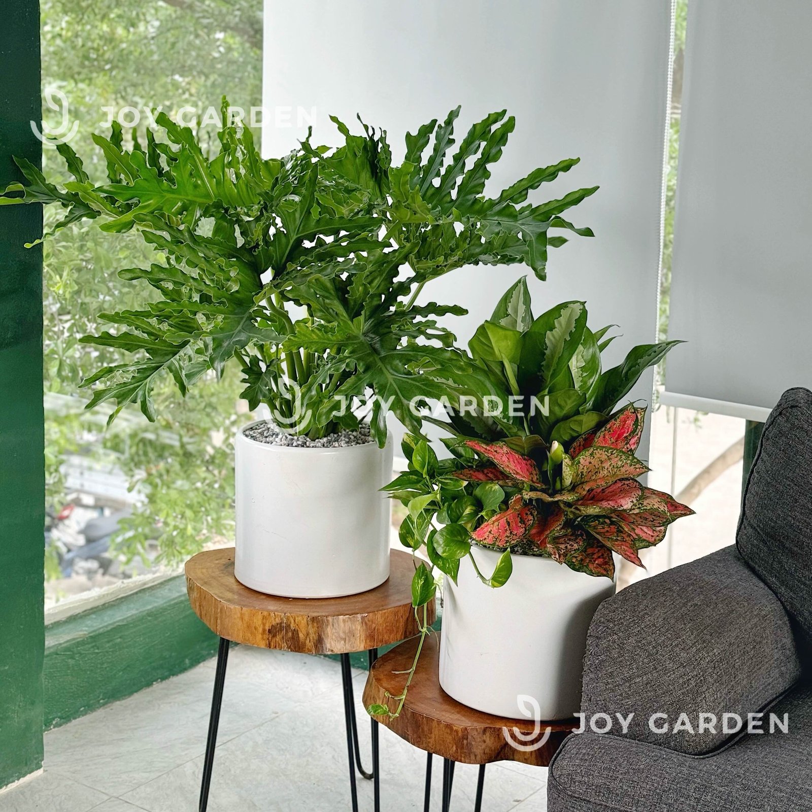 Trầu bà thanh xuân [Chậu T28] 3
