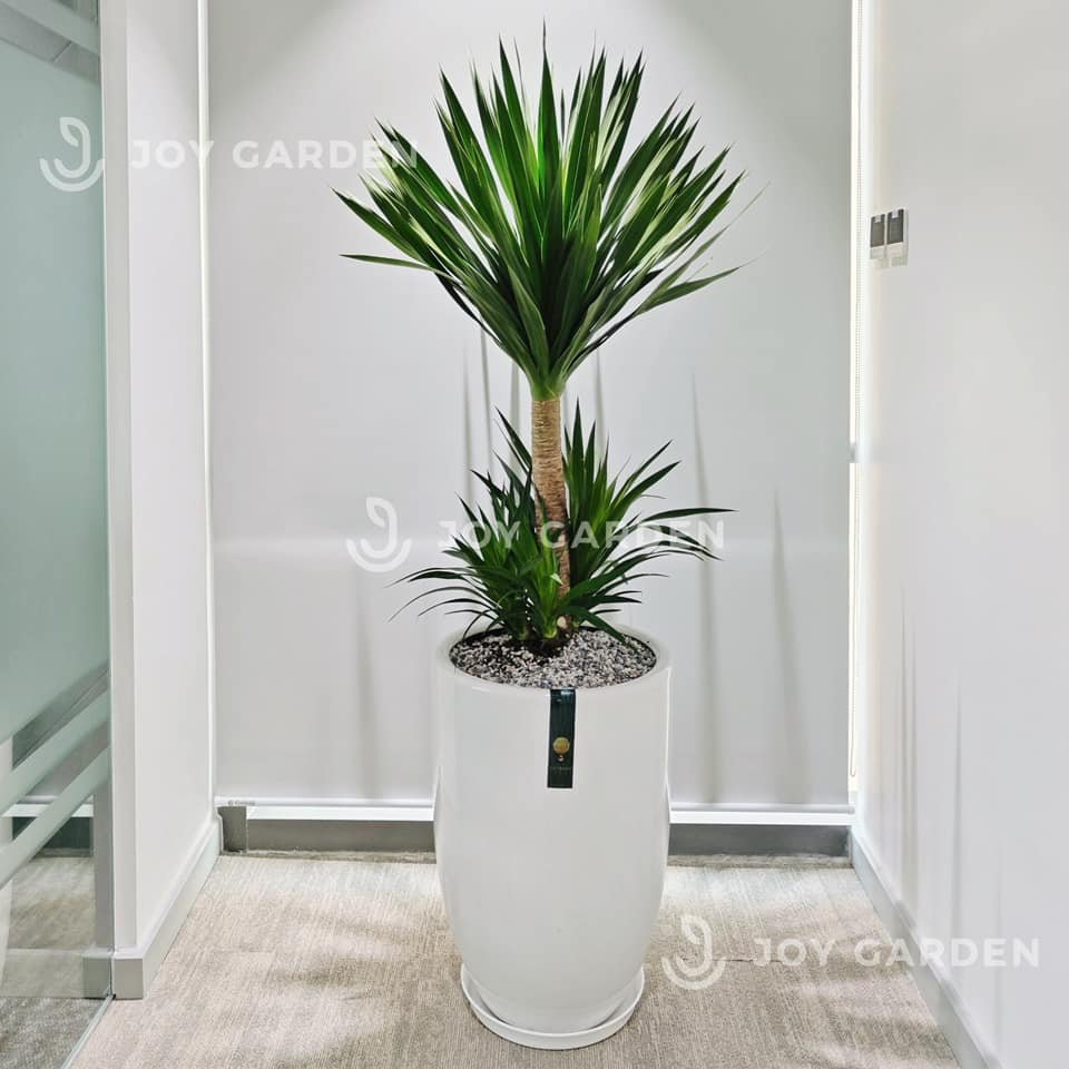 Phát Tài Núi cổ thụ [Chậu ly trắng]