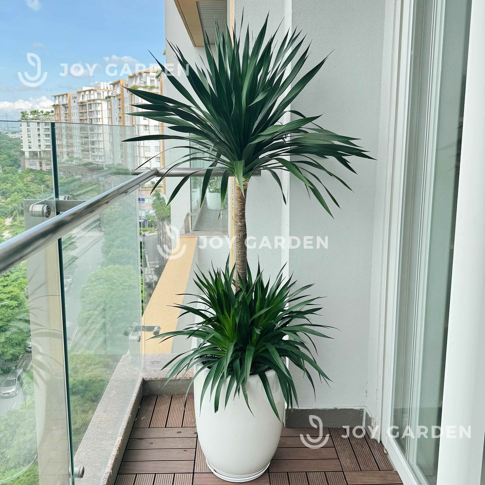 Phát Tài Núi cổ thụ [Chậu ly trắng] 2