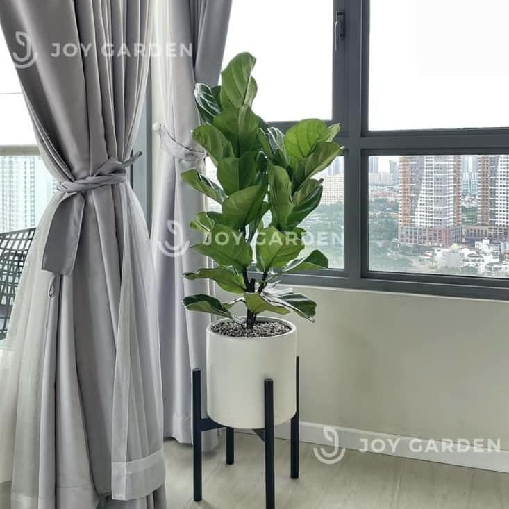 Bàng sing [Chậu Trụ 28] 3