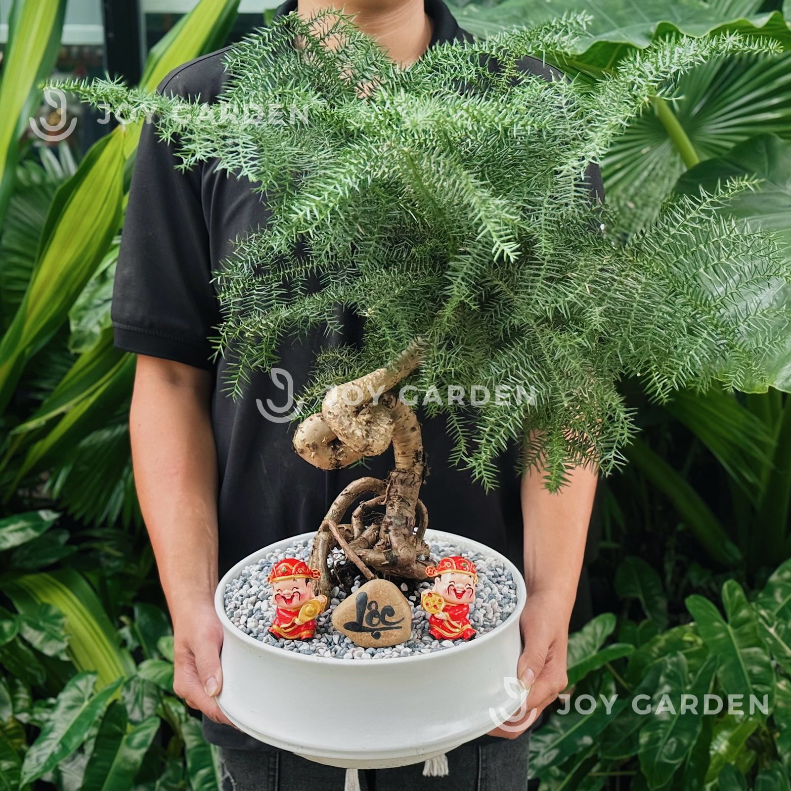 Tùng Bồng Lai [size trung]