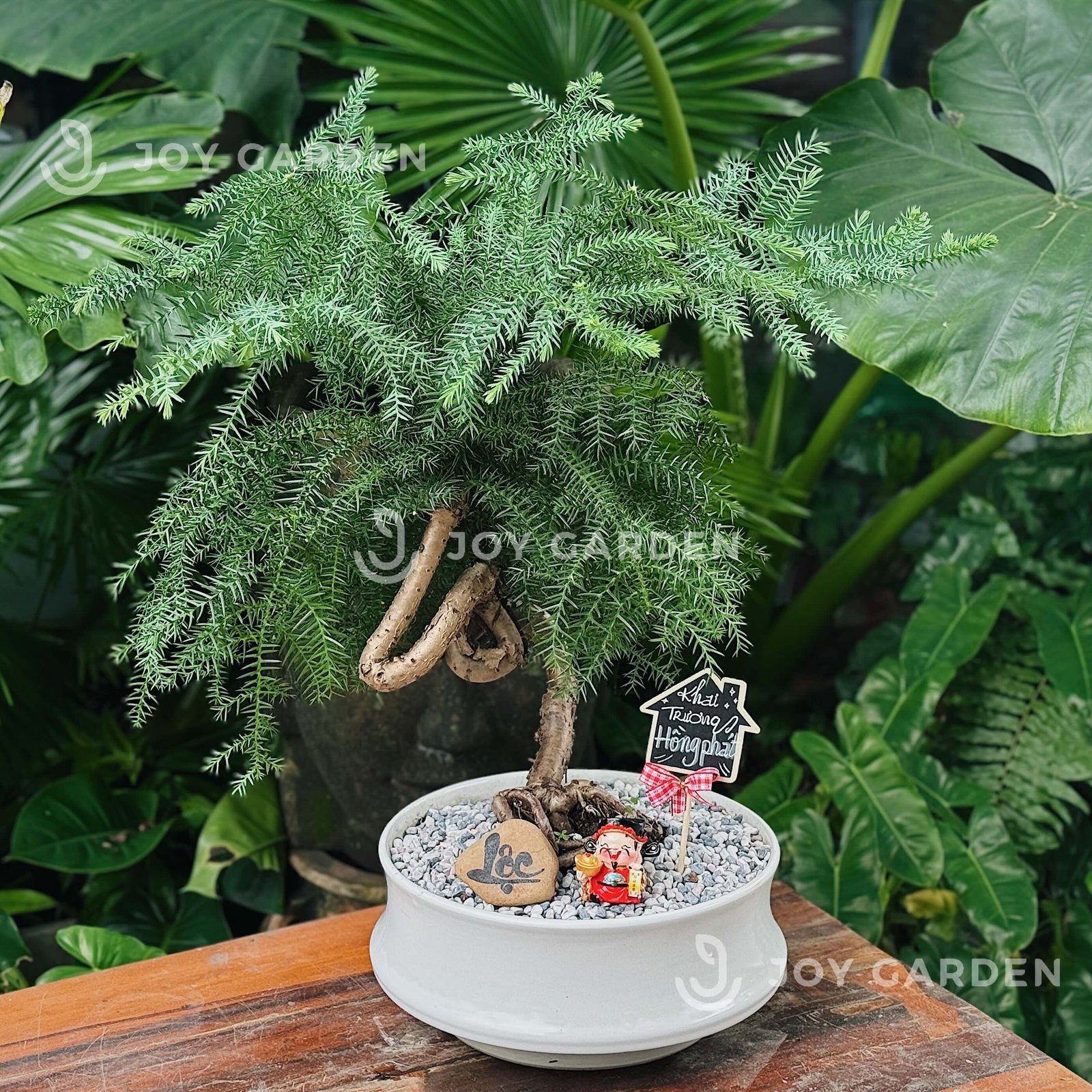 Tùng Bồng Lai [size trung] 2