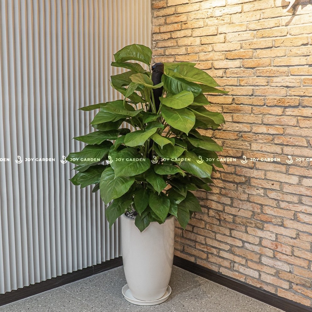 Trầu bà cột [Chậu ly trắng] 3