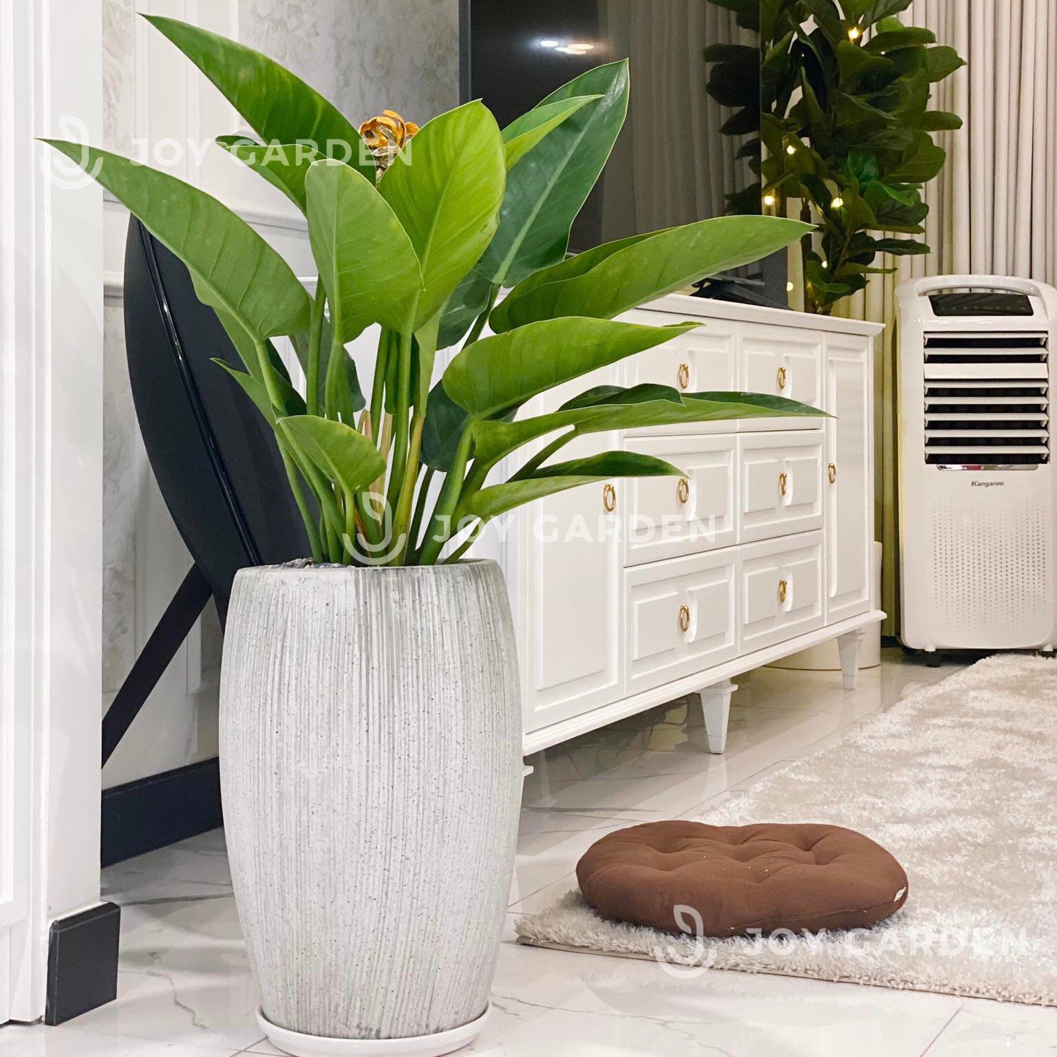 Đế Vương Xanh [Chậu Xám nhỏ]