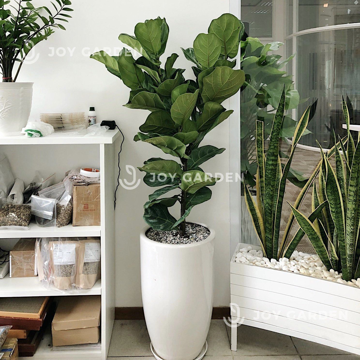 Bàng Sing [Chậu ly trắng]