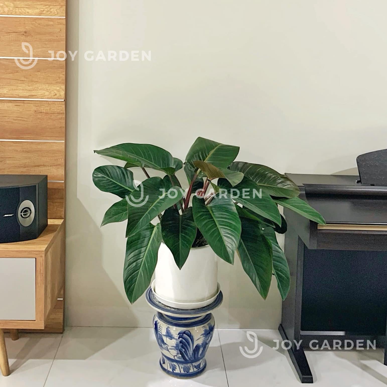 Đế vương đỏ [Chậu T28] 3