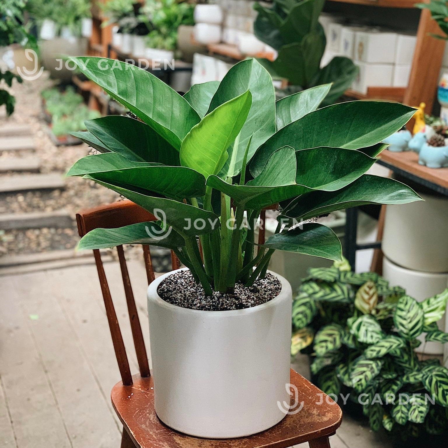 Đế vương xanh [Chậu T28] 2