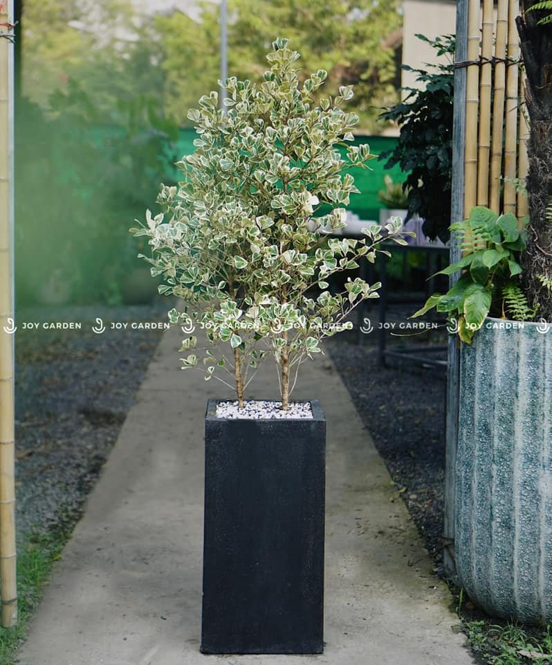 Chậu Ximang Trụ Vuông [Square Concrete Tall Planter] (D40H80) 3