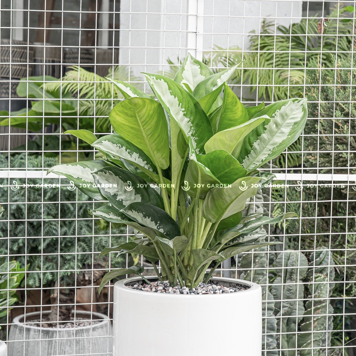 Vạn phúc Chậu Ly Trắng [Aglaonema Diamond Bay w Tall Planter] 2