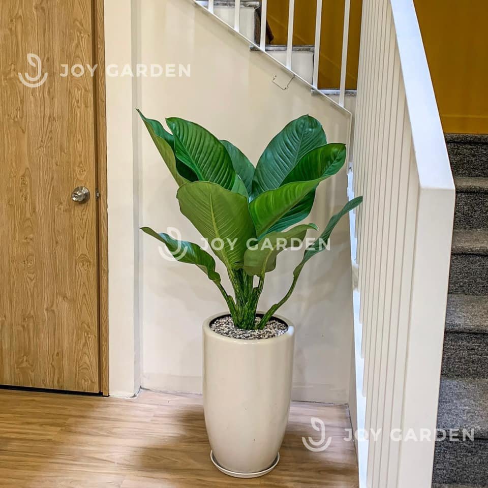 Đại phú gia [Chậu ly trắng] 2